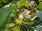 Aerial panoramic view of an upscale subdivision shot during golden hour