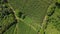 Aerial of a Papaya plantation in big island, hawaii. 4K AERIAL video footage.