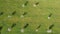 Aerial photo of a green field with almond trees in flower