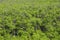 Aerial photo of Mangroves in Florida