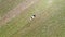 Aerial photo of a tractor in a vineyard