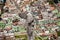 Aerial photo Virgin of Quito statue, Ecuador