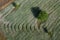 An aerial photograph at sunrise of a field of grain growing near Goreme in Turkey.