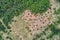 Aerial photography from the drone. Deforestation, Timber harvesting