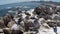 Aerial picture of Pelican birds in Chile