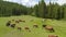 Aerial - picturesque alpine landscape in spring with cows on pasture beautiful view.