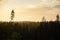 Aerial pine forest silhouette and golden sunset sky