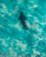 Aerial point of view of a shark swimming in shallow blue water.