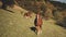 Aerial portrait shot of horse at rural mountain. Autumn nature landscape. Farm animals at cottage