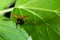 Aerial potato leafhopper, Lilioceris cheni, walks on a green leaf in the woods