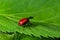 Aerial potato leafhopper, Lilioceris cheni, walks on a green leaf in the woods