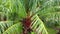 Aerial Red Oil Palm Fruits