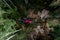 Aerial of a red wood harvester cutting some trees in Estonian boreal forest, Northern Europe.