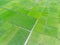 Aerial rice field, green and cool