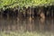 Aerial root systems of mangroves growing in in tidal mudflats