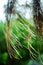 Aerial roots of banyan tree