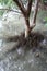 Aerial roots of coastal mangroves