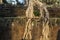 Aerial roots or lianas over stone wall. Angkor Wat landscape. Ancient ruin in jungle in sunset light.