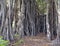 Aerial roots and roots of Banyan tree or Ficus Tree