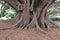 Aerial roots and roots of Banyan tree or Ficus Tree