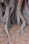 Aerial roots and roots of Banyan tree or Ficus Tree