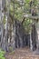 Aerial roots and roots of Banyan tree or Ficus Tree