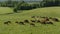 Aerial roundabout shooting of the herd of young horses is grazing on a meadow