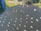 Aerial of Sailboats Moored in Calm Bay on Cape Cod