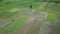 Aerial scenery footage of paddy fields