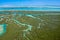 Aerial shoot for eastern mangrove tree.