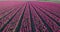 Aerial shoot: Stack of footage, Tulip fields, Amsterdam, Netherlands