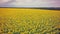 Aerial shooting field of sunflowers in summer.Wonderful rural la