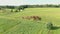 Aerial shooting of the herd of young horses is grazing on a meadow