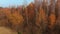 Aerial shot of autumn birch forest in Eastern Europe.