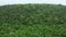 Aerial shot of a beautiful dense mixed tree forest