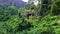 Aerial Shot of Beautiful Trees in the Jungle, Mountains, Krabi, Thailand.