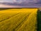 Aerial shot of canola, seed from a drone.