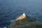 Aerial shot of the Church of the Seven Martyrs in the Greek island of Sifnos with sea view