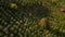 Aerial shot of coffee plantations on hillsides in mountains