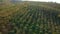 Aerial shot of coffee plantations on hillsides in mountains