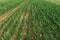 Aerial shot of corn crop seedlings growing in cultivated agricultural plantation field