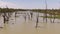 Aerial shot of dead trees in the Murray Darling Basin or river system. Regional Australia. Outback.