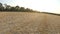 Aerial shot of empty field with corn plants after harvesting at sunny day. Flying over rural meadow. Concept of farming