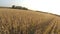 Aerial shot of empty field with corn plants before harvesting at sunny day. Flying over rural meadow. Concept of farming