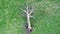 Aerial shot of a fallen dead tree in countryside