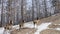 Aerial shot of a family of wild marals is walking along a forest path.