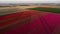 Aerial shot of a field of tulip flowers at daytime
