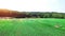 Aerial shot of a field with young corn