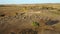 Aerial shot, flock of sheep grazing on field, livestock breeding, wide angle lens