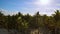 Aerial shot of flying at the top of palmtrees.